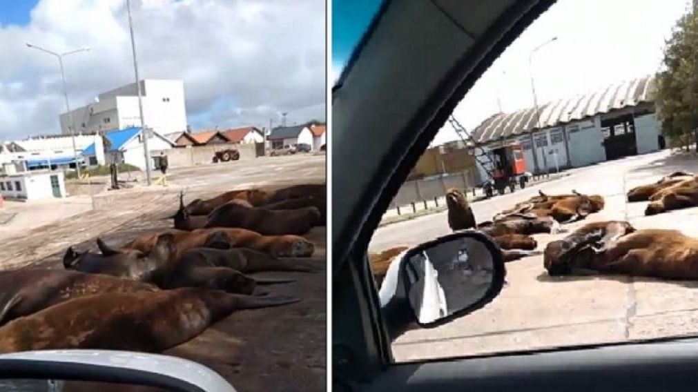 Los lobos marinos aprovecharon la reducción en la circulación de autos y gente por el aislamiento social preventivo y obligatorio para salir a copar las calles de la ciudad de Mar del Plata