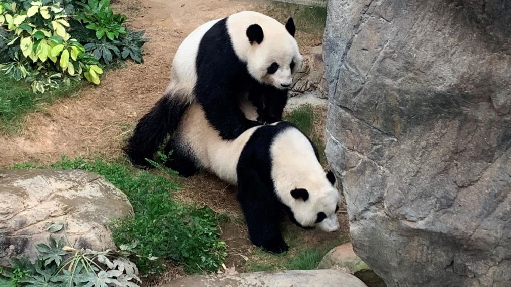 Los pandas Ying Ying y Le Le pudieron reproducirse luego de 10 años (Foto: Ocean Park).