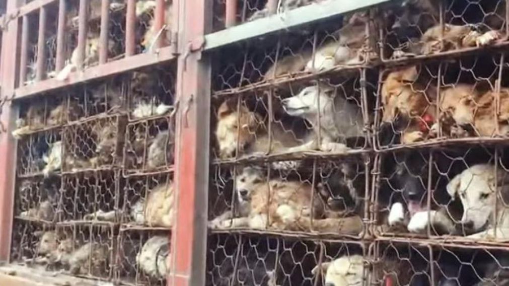 La ciudad china de Shenzhen, situada en la provincia de Cantón, prohibió comer perros y gatos.