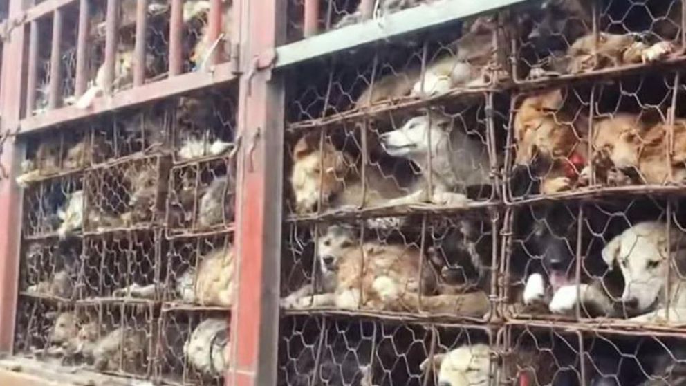 La ciudad china de Shenzhen, situada en la provincia de Cantón, prohibió comer perros y gatos.