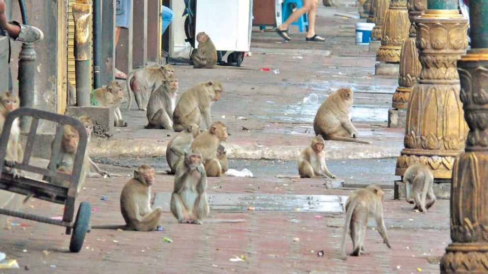 Los animales, dueños de las calles durante la cuarentena en varios paises.