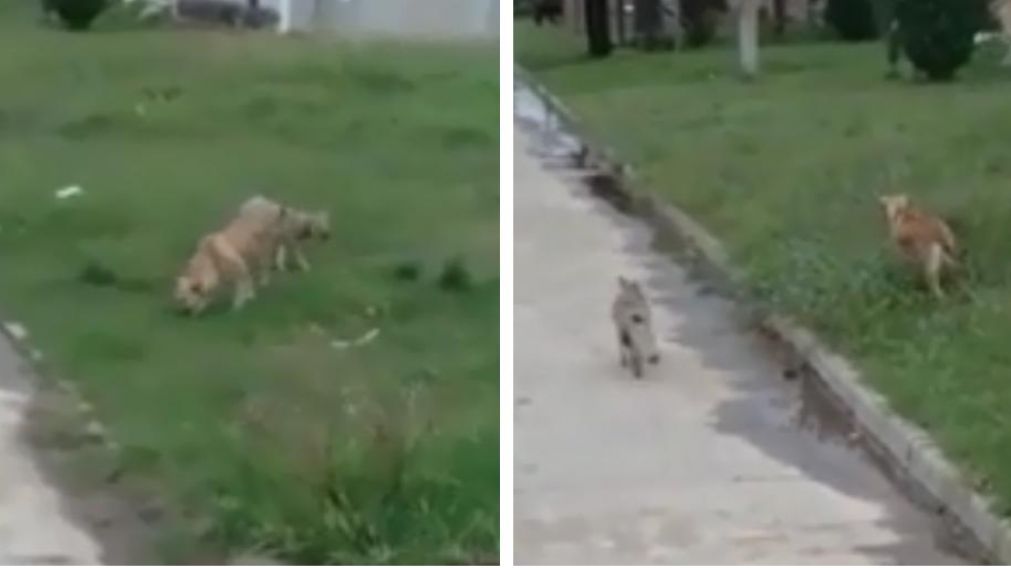 La ins�lita escena se registr� en la localidad bonaerense de Chacabuco (Captura de video)