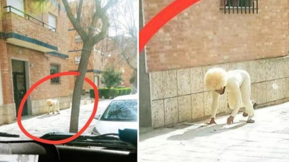 Así intentó deambular el hombre disfrazado de perro.