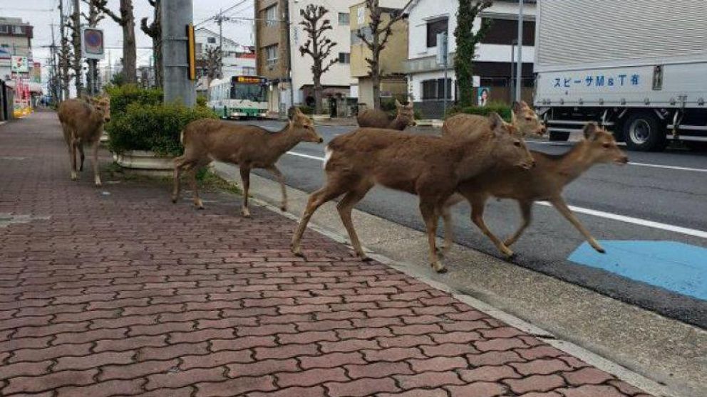 Ciervos deambulando por las calles de Japón en medio de la pandemia.