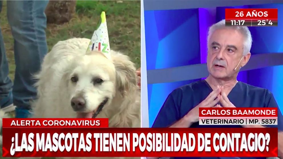 ¿Las mascotas pueden transmitir coronavirus a las personas?