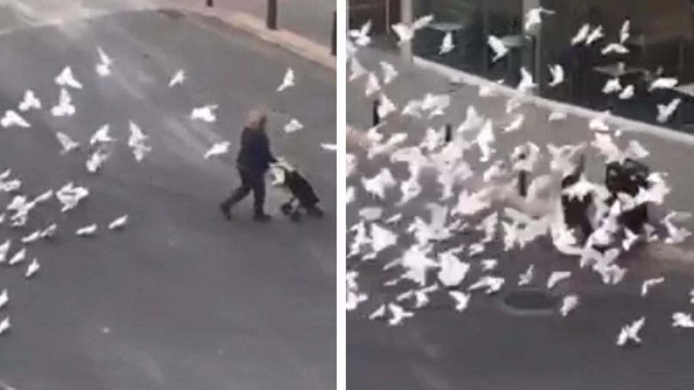 La impactante secuencia del ataque de las palomas. (Captura de video)