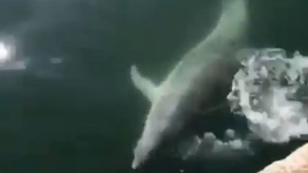 Coronavirus: captan a delfines en las aguas de Venecia por la ausencia de turistas.