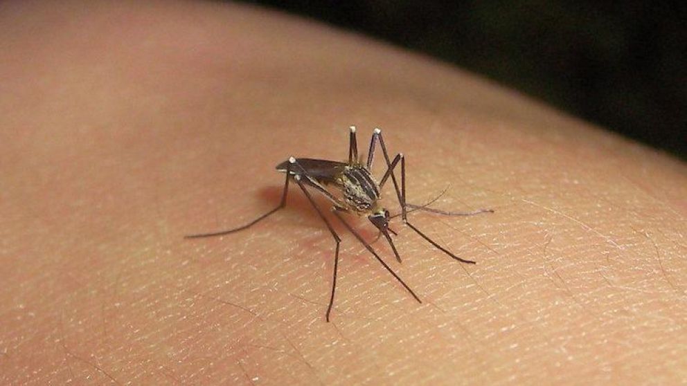 El virus es transmitido por el mosquito Aedes aegypti.