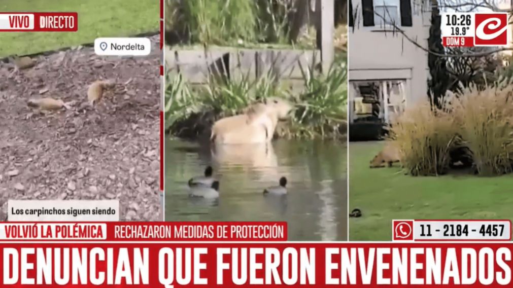 Los carpinchos estarían en peligro.