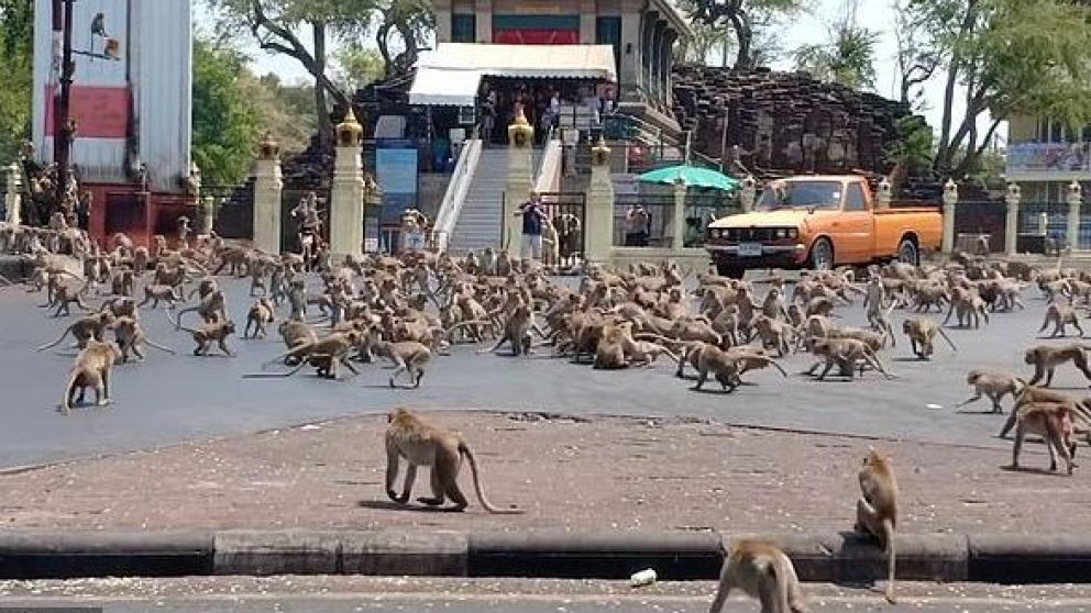 Cientos de monos hambrientos se pelearon por una banana (Captura de video)