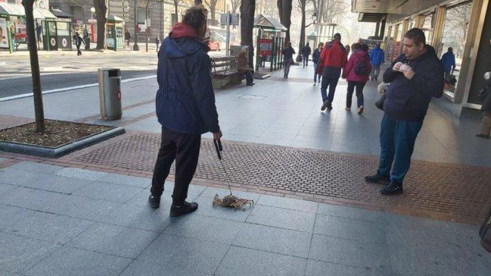 Un hombre sacó a su cangrejo a pasear por la calle.