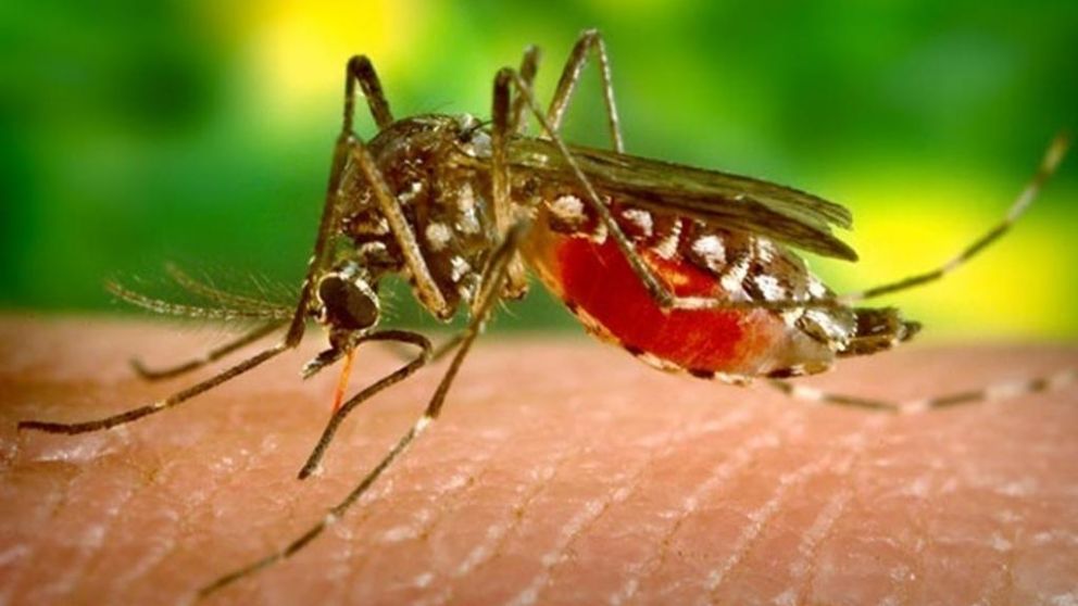 Un estudio determin� la variedad de mosquitos que contagian dengue y otras enfermedades en C�rdoba.
