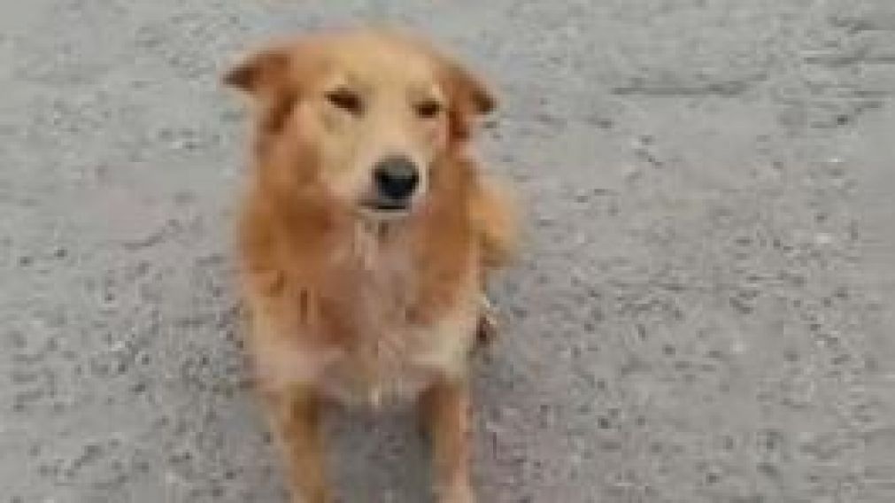 Lyla, la perra de siete años de edad.