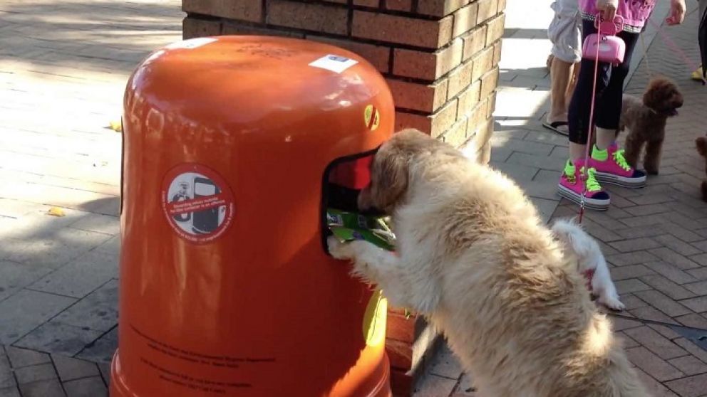 El perro fue encontrado cuando revisaba la basura (Imagen ilustrativa).