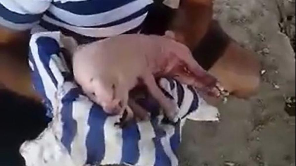 El cerdo que nació con ojos humanos en un campo en Venezuela.