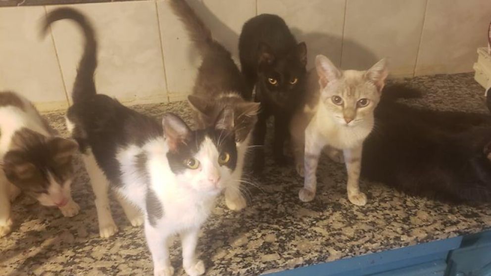 Algunos de los gatos que sobrevivieron.