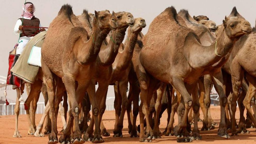 El femicida abusador le dio 75 camellos a la familia de la v�ctima y evit� la pena de muerte. (Imagen ilustrativa)