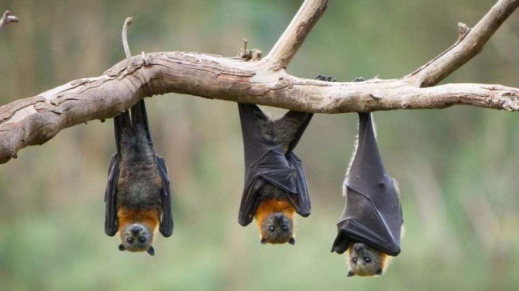 Algunos los comen crudos (Foto ilustrativa)