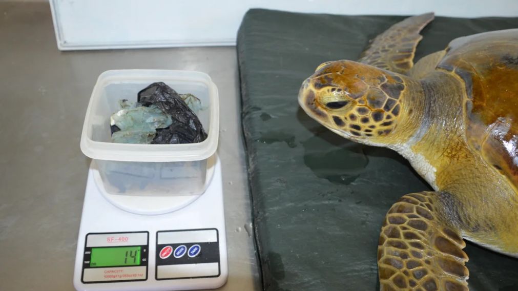 La tortuga junto a una balanza.