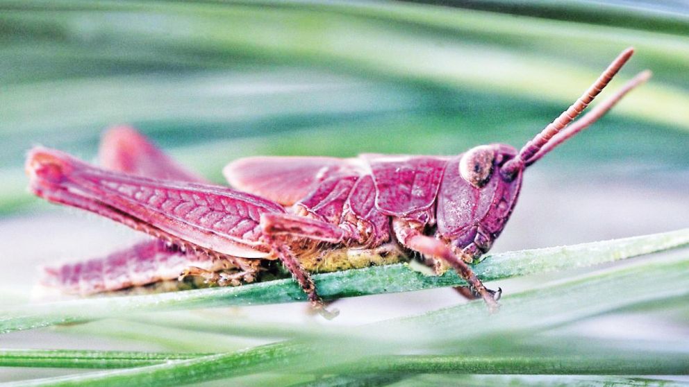 Encontrar uno de estos bichos es como hallar "una aguja en un pajar".