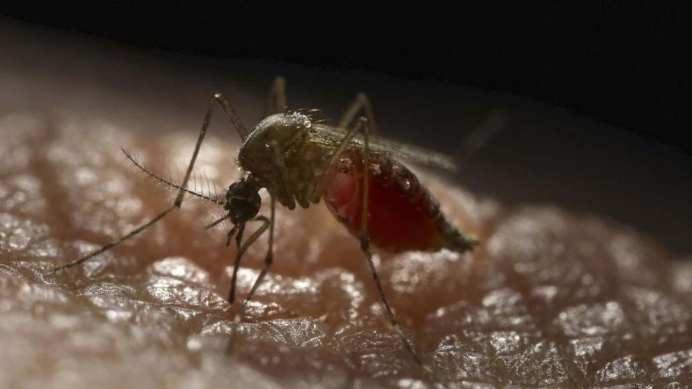 Misiones, la provincia con mayor cantidad de infectados por dengue.