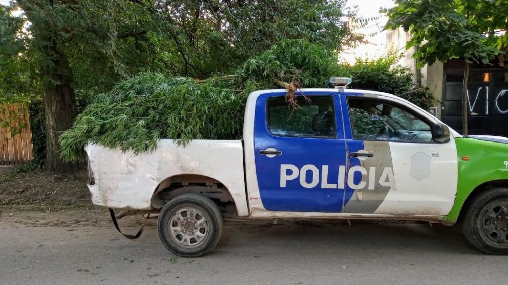 Parte de la plantación, trasladada en un patrullero.