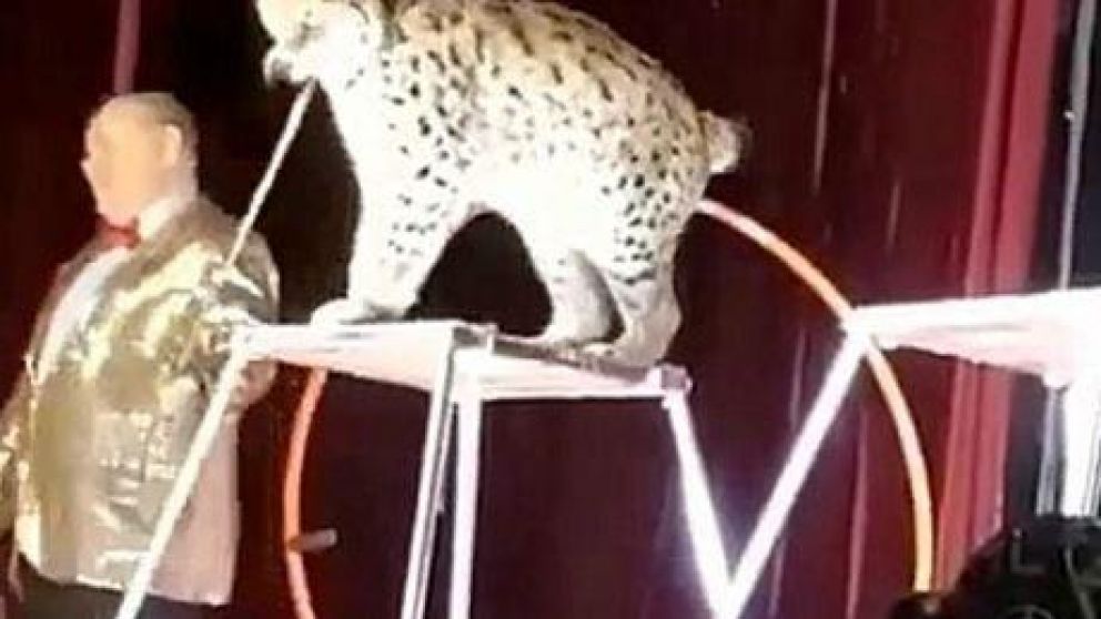 Un domador es atacado por su lince durante una función de circo