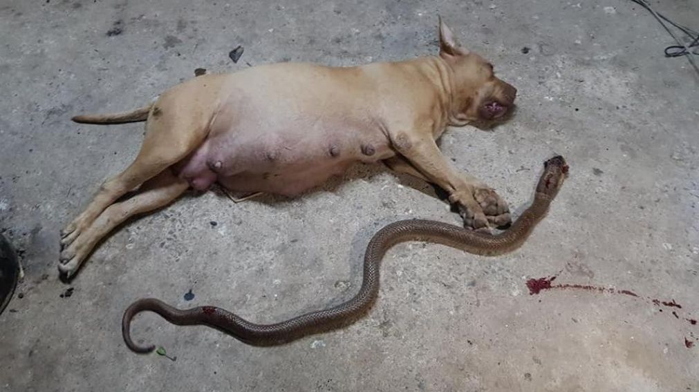 Pitbull pre�ada luch� contra una cobra para salvar a su familia y muri�.