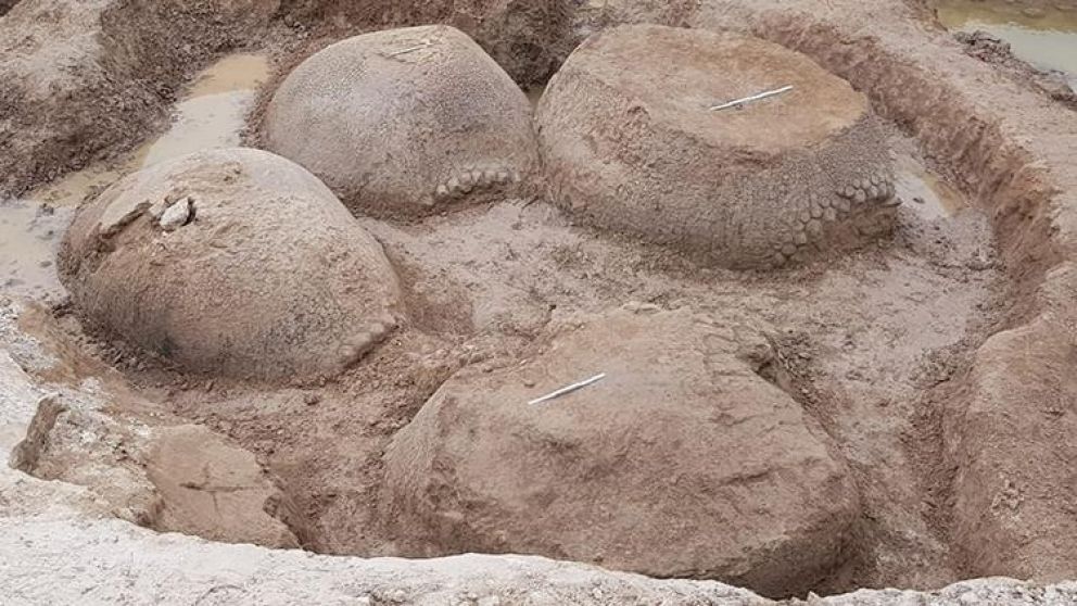 Encontraron a cuatro de la misma especie juntos. (Conicet)