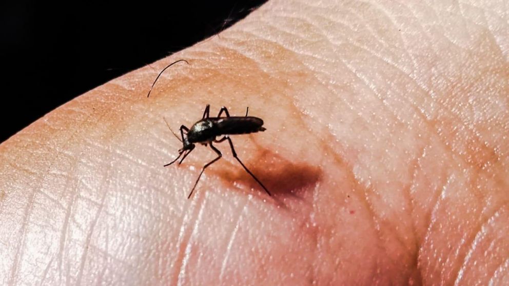 El dengue, un problema sin solución en Argentina.