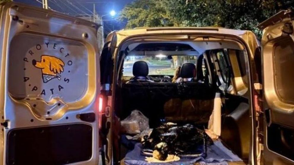 El animal fue salvado por activistas.