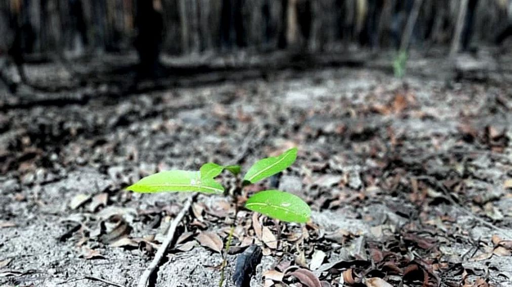 Uno de los 600 árboles que plantó un argentino en Australia.