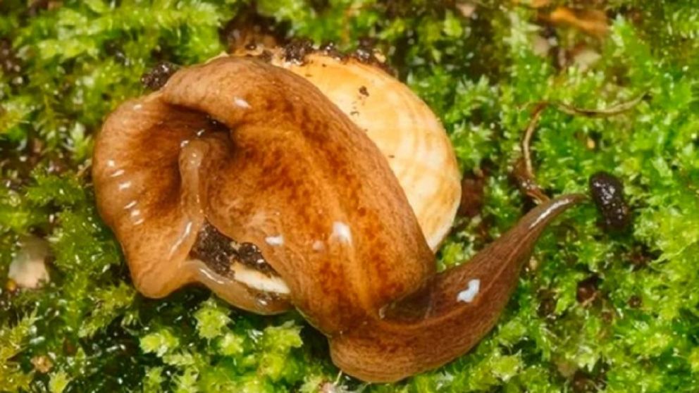 El gusano Obama Nungara pone en peligro la biodiversidad.