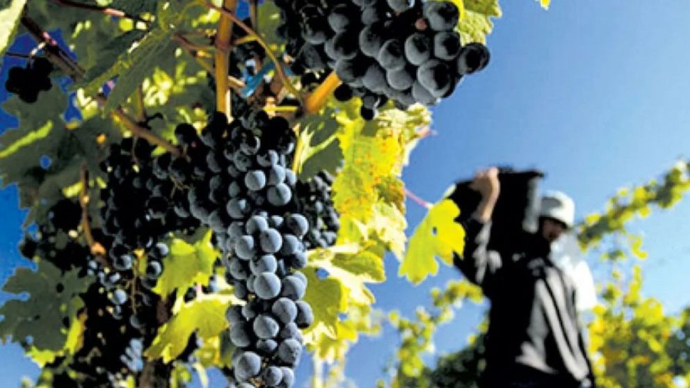 El Gobierno anunció la derogación de 973 normas del Instituto Nacional de Vitivinicultura (Imagen ilustrativa).