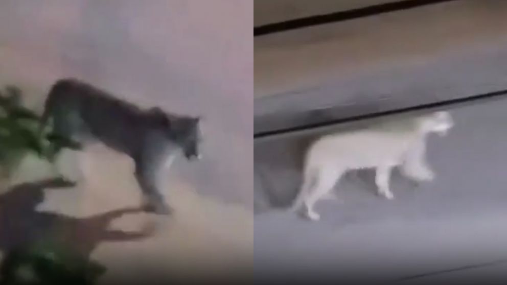 El puma caminando por las calles de Valeria del Mar.