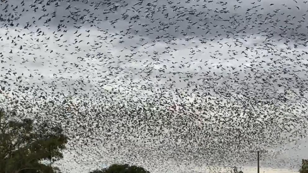 Importante invasión de murciélagos en Australia.