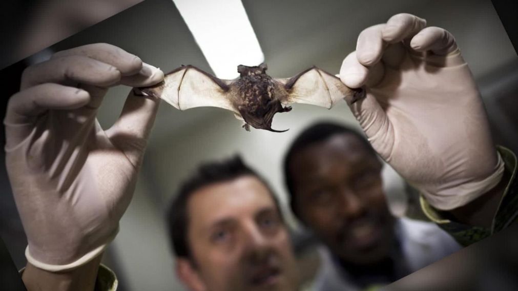 La clave del origen del virus estaría en los murciélagos.