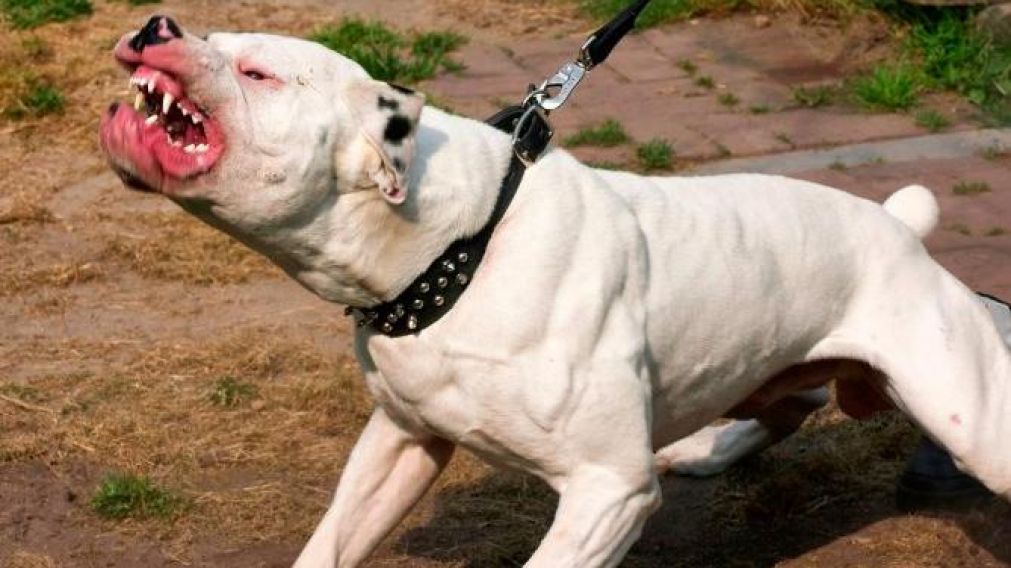 El pitbull le arrancó la mitad de la cara a su dueña de 32 años (Imagen ilustrativa).