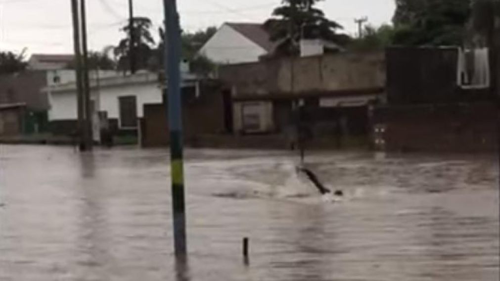 Así nadador callejero sorprendió a Mar del Plata. (Captura de video)