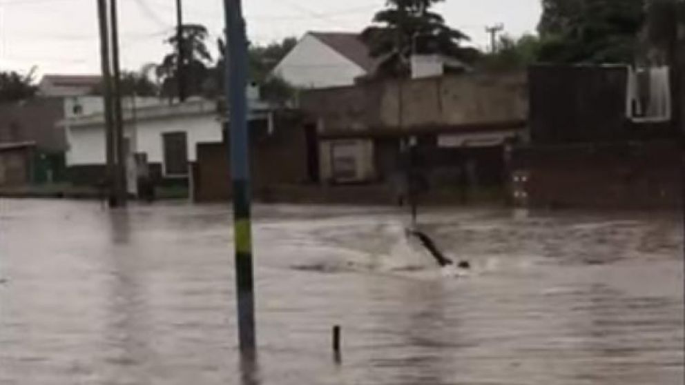 Así nadador callejero sorprendió a Mar del Plata. (Captura de video)