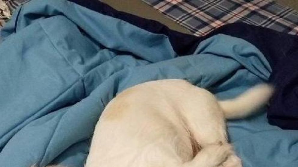 La ilusión óptica del animal mutante es furor en las redes sociales.