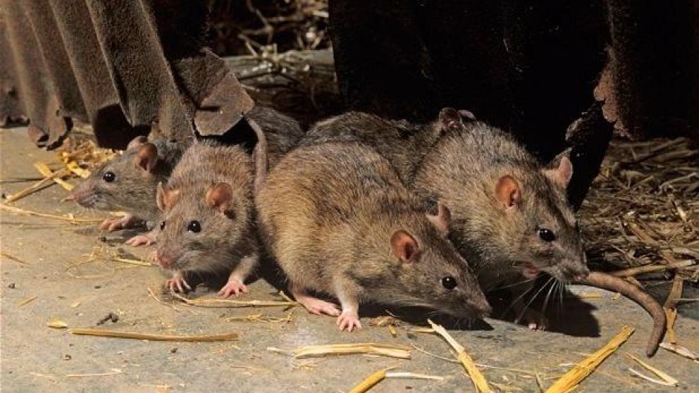 Los ratones colilargos que son el principal reservorio del virus.