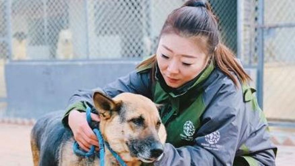 La Organización Humane Society International dio atención médica a los animales.