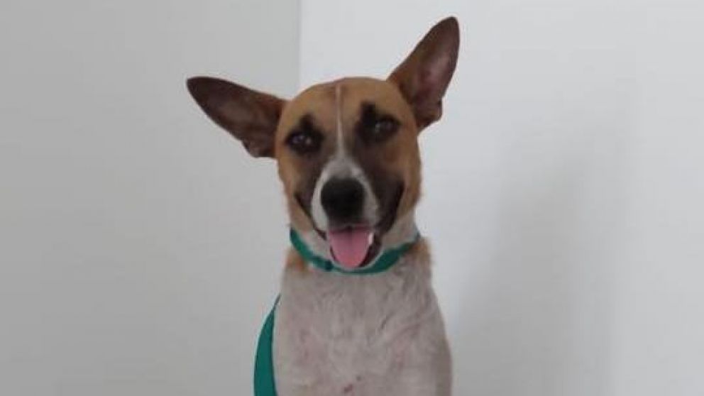 Sarmy está feliz y a la espera de una familia que quiera adoptarla.