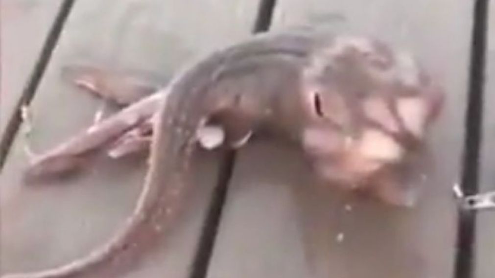 El video de la rara críatura se viralizó en las redes sociales