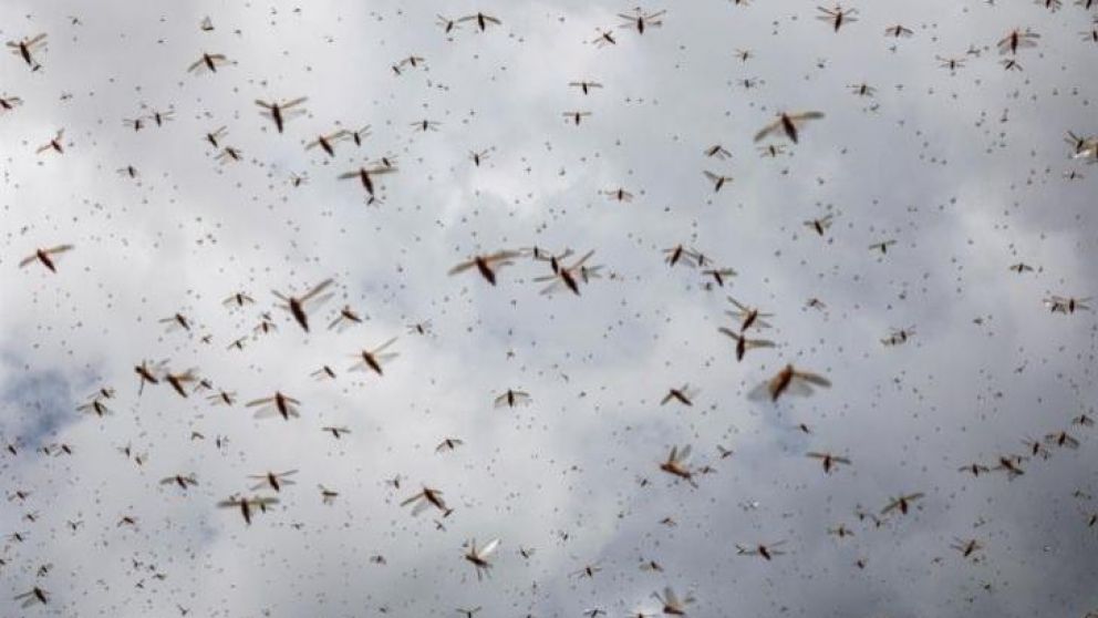 Peligran las cosechas en ese país (Twitter).