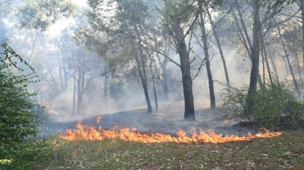 Se evitó que el fuego llegara a la zona de viviendas.