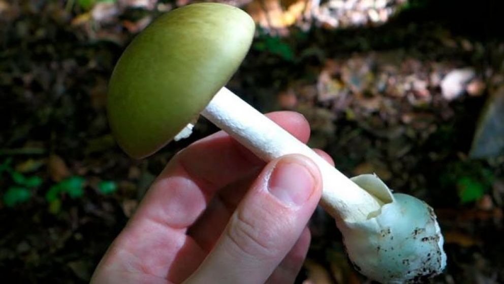 Este es el "hongo asesino" que ocasionó la muerte de un turista en Córdoba.