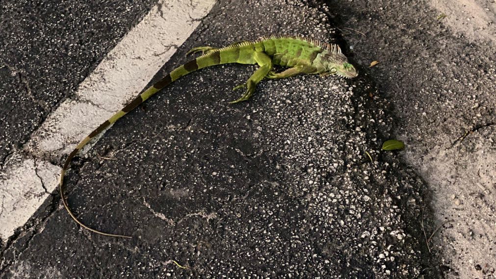 Esta es una de las iguanas que "llovió" en Miami.