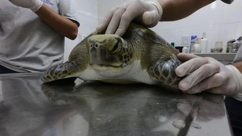 Preocupación en las aguas argentinas por la basura.